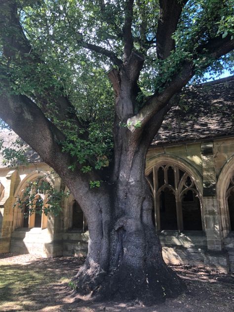 Hogwarts Courtyard Aesthetic, Hogwarts Summer Aesthetic, Harry Potter Spring Aesthetic, Harry Potter Summer Aesthetic, Harry Potter Herbology Aesthetic, Hogwarts Outside, Hogwarts School Aesthetic, Hogwarts Garden, Harry Potter World Aesthetic