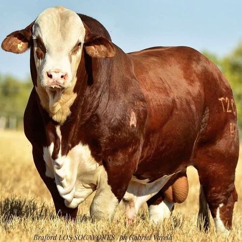 Braford Cattle, Zebu Cattle, Breeds Of Cows, Big Bull, Beef Cow, Big Deer, Bucking Bulls, Livestock Farming, Amazing Animal Pictures