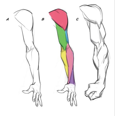 Arms Sketch Anatomy, Anime Tutorial Arm, Arms Drawing Anatomy, Arm Anatomy Tutorial, Hand Muscles Anatomy Drawing, 4 Arms Character Design Anatomy, How To Draw 4 Arms, Anatomy Arms Reference, Arm Muscle Anatomy Drawing