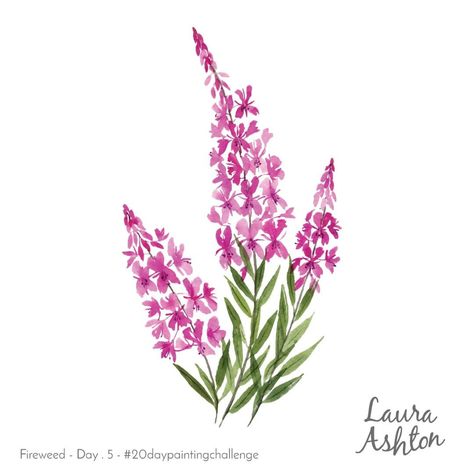 Laura Ashton on Instagram: “Here is my Day 5 painting for the 20 day painting challenge.  Day 5 = Fireweed.  Stay tuned for another post tomorrow! (Tomorrow's subject…” Flower Tat, Painting Challenge, Dragonfly Tattoo Design, Day Painting, Quilling Patterns, Watercolor Paintings Tutorials, Botanical Watercolor, Plant Illustration, Painting Art Projects