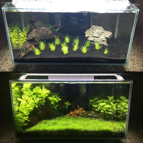 BEAUTIFUL planted aquariums! Beautiful Aquariums, Aquarium Grass, Lobelia Cardinalis, Fish Aquarium Decorations, Fish Tank Themes, Aquarium Garden, Fish Tank Terrarium, Cool Fish Tanks, Fish Tank Design