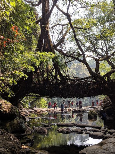 Root Bridge, 10 Fun Facts, India Culture, Natural Heritage, Natural Bridge, Exotic Places, Destination Voyage, Dream Holiday, India Travel