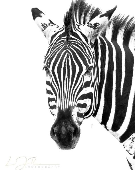 Drip Art, Geometric Animals, Canon Ef, Animal Faces, Black N White, Animal Photo, Zoo Animals, Zebras, African Art