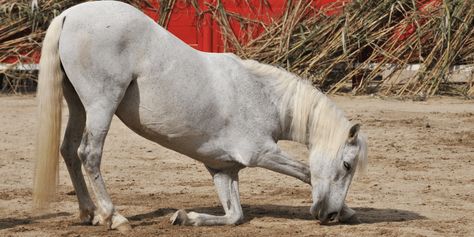 Here’s How To Teach Your Horse To Bow Bowing Reference, Horse Bowing, Circus Tricks, Horse Bow, Watercolor Paper Texture, Horse Treats, Horse Tips, All About Horses, Horse Drawing