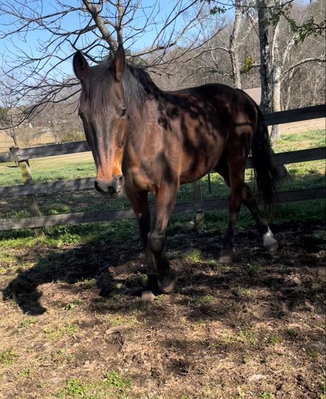 Bay Pony, Bay Horse Aesthetic, Dark Bay Horse, Dark Bay Horse Aesthetic, Horse Nature Aesthetic, Chestnut Horse Aesthetic, Bay Horses In Western Tack, Dark Bay Warmblood, Horse Riding Aesthetic