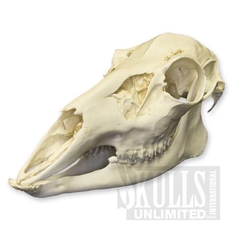 Elk Skull, Anatomy Images, Skull Anatomy, Skull Reference, Leg Bones, Visual Library, Deer Skull, Deer Skulls, Occult Art