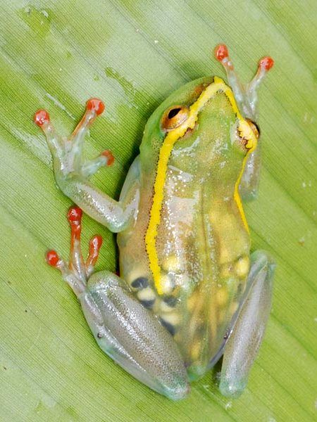 Transparent, pregnant frog Transparent Frog, Unusual Animals, Rare Animals, Frog And Toad, Reptiles And Amphibians, Cute Frogs, Amphibians, Toad, Reptiles