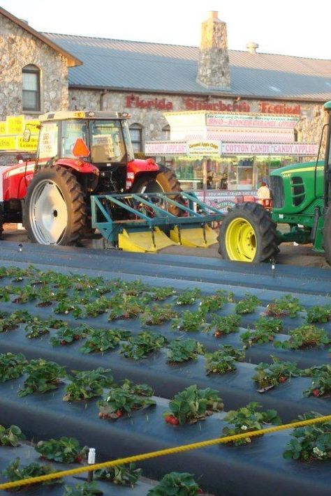 Florida's Strawberry Festival, Plant City, FL...I think I may actually be homesick! Plant City Florida, Strawberry Festival, Plant City, Florida Girl, Sunshine State, Favorite Places, Florida, Festival, Plants