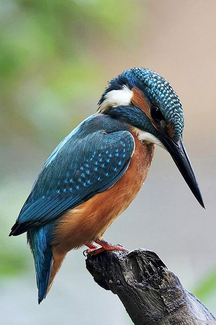 Burung Raja Udang, Kingfisher Bird, Most Beautiful Birds, Animale Rare, Australian Birds, Airbrush Art, Nature Birds, Bird Pictures, Exotic Birds