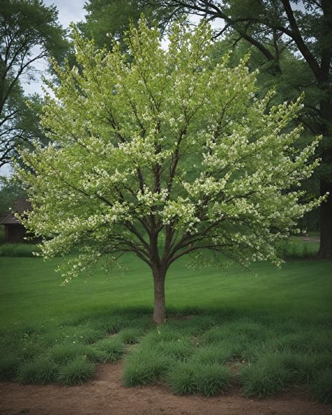 13 Best Trees To Plant In Minnesota Lake House Backyard, Planting A Tree, Minnesota Landscaping, Eastern Redbud, River Birch, House Backyard, Red Fall, Urban Setting, White Pine