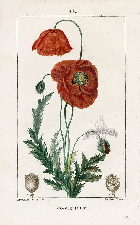 Red Poppy, botanical print, French Stary Papier, Illustration Botanique Vintage, Illustration Botanique, Botanical Illustration Vintage, Vintage Botanical Prints, Illustration Vintage, Scientific Illustration, Art Et Illustration, Botanical Drawings