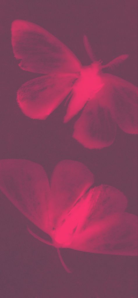 720x1600 Wallpaper Aesthetic, Wallpaper Iphone 13 Aesthetic, Pink Red Aura Wallpaper, Handcuffed Aesthetic, Hd Butterfly Wallpaper, Dark Pink Wallpaper Iphone, Dreamy Aesthetic Wallpaper, Pink Aura Phone Wallpaper, Viva Magenta Aesthetic