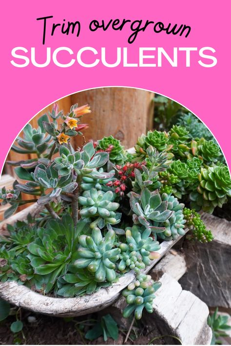 How To Split Succulents Plants, How To Trim Succulents Plants, How To Transplant Succulents, Splitting Succulents, Succulent Trimming, Pruning Succulents, Stretched Succulents, Overgrown Succulents, Transplant Succulents