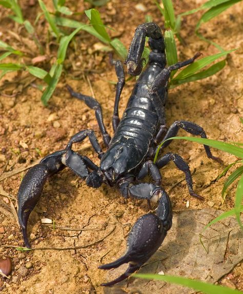 ˚Asian Forest Scorpion - Thailand Asian Forest Scorpion, Drawing Scorpion, Scorpion Drawing, Asian Forest, Scorpion Art, Venomous Animals, Scorpio Scorpio, Animal Aesthetic, Wallpapers Beautiful