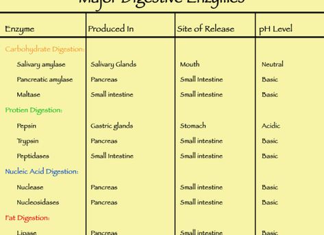 What is the Difference Between Gastric Juice and Pancreatic Juice - Pediaa.Com Exocrine Gland, Gastric Juice, Food For Digestion, Dental Hygiene School, Parasympathetic Nervous System, Vagus Nerve, Biology Notes, Digestive Enzymes, Dental Hygiene