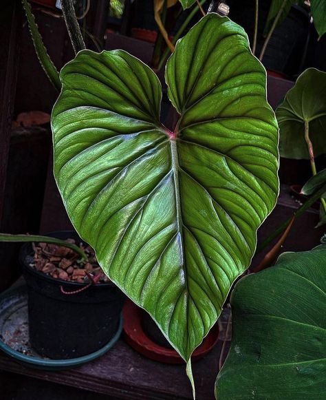 Philodendron plowmanii 'dark form' Philodendron Plowmanii, Aroid Plant, Philodendron Gloriosum, Plant Wishlist, Jungle House, Plant Room, Philodendron Plant, Tropical Gardens, Plant Identification