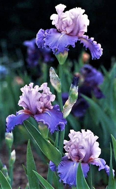 Purple Iris Flowers, Iris Art, Iris Garden, Garden Help, Wildflower Garden, Purple Iris, Flower Therapy, Beautiful Flowers Wallpapers, Iris Flowers