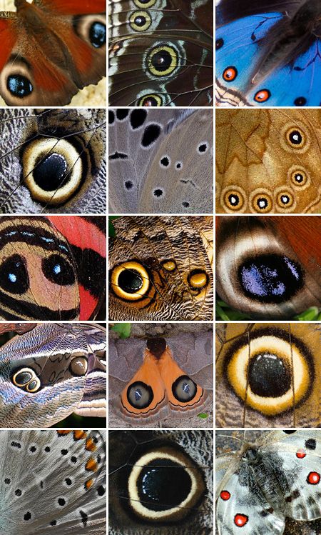 Moth Eyes, Close Up Art, Africa Art Design, Butterfly Eyes, Geometry In Nature, Butterfly Project, Art Papillon, Moth Wings, Moth Art