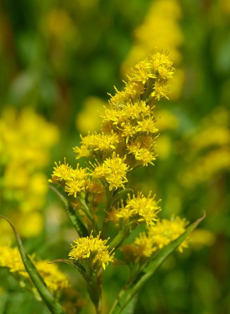 canada goldenrod | Canadian Goldenrod ( Solidago canadensis ) Canadian Goldenrod, Canada Goldenrod, Solidago Canadensis, Scottish Wildlife, Alien Species, Bee, Flowers