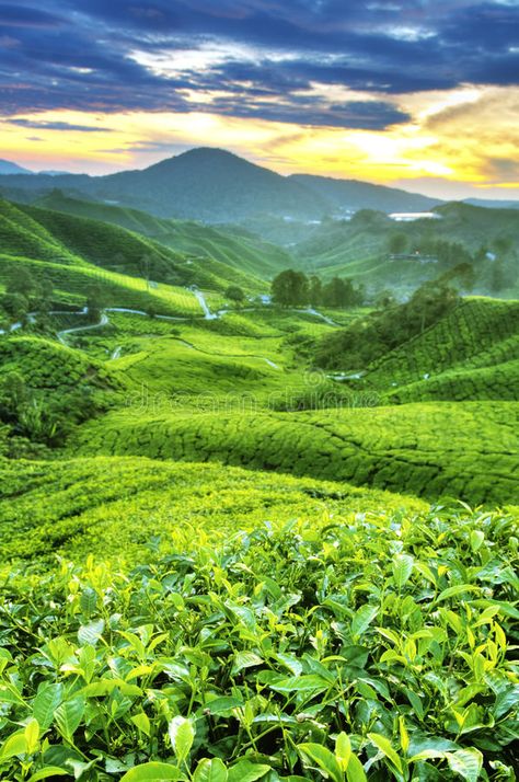 Cameron Highlands Malaysia, Cameron Highland, Malaysia Tourism, Tea Plants, Photography Tea, Kuala Lumpur Travel, Best Romantic Getaways, Tea Farm, Hiking Adventures