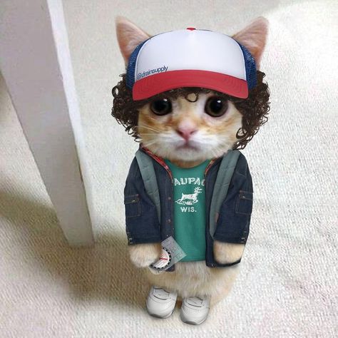 dustin hendercat - - - - - #strangerthings #strangerthingsedit #strangerthings4 #maxmayfield #maxmayfieldedit #sadiesink #gatenmatarazzo… | Instagram Dustin Henderson, Stranger Things, On Instagram, Instagram