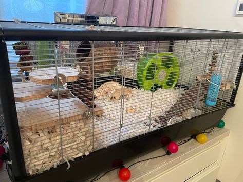 the cage is 100x50x50cm (savic plaza) Savic Plaza Hamster Cage Ideas, Savic Plaza Hamster Cage, Hamster Cage Setup, Mouse Enclosure, Hamster Enclosure, Hamster Ideas, Hamster Stuff, Mouse Cage, Hamsters As Pets