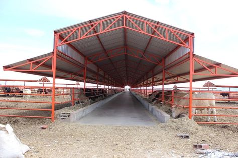 Cattle Barn Designs, Show Cattle Barn, Cow Shed Design, Cattle Housing, Cattle Facility, Livestock Barn, Cattle Barn, Cow Shed, Home Gate Design