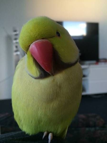 Indian Ring Neck, Indian Ringneck Parrot, Launceston Tasmania, Ringneck Parrot, Ring Necked Parakeet, Indian Ringneck, Indian Ring, Indian Rose, Ring Neck