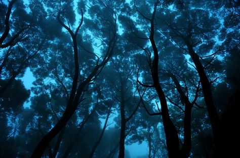 Ari Bixhorn took this gorgeous photo of trees at Sintra Mountains, Portugal. The colors make it almost seem as if he's taking this shot from the bottom of an ocean floor. He calls it Looking Up. Trees In The Forest, Wow Photo, Blue Forest, Feeling Blue, Enchanted Forest, In The Forest, Blue Aesthetic, The Forest, Looking Up