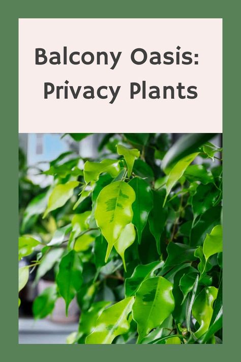 Balcony Oasis: Privacy Plants Tall Plants For Privacy, Balcony Privacy Plants, Plants For Balcony, Plants For Privacy, Balcony Oasis, Italian Cypress, Arborvitae Tree, Weeping Fig, Balcony Privacy