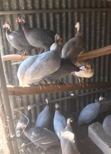 Guinea Hens Coop Ideas, Guinea Fowl Coop Ideas, Guinea Fowl Coop, Funny Chicken Coop, Chicken Pets, Guinea Hens, Farm Pets, Herbs For Chickens, Funny Pet Costumes