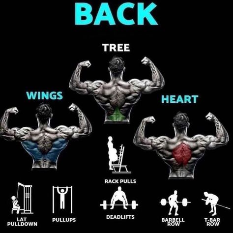 Back Workout Challenge, Gym Facts, Gym Knowledge, Back Workout Bodybuilding, Upper Back Exercises, Good Back Workouts, Workout Program Gym, Bodybuilding Workouts Routines, Gym Workout Planner