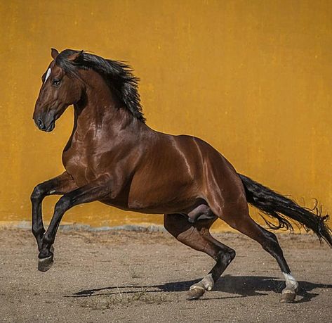 Lusitano Stallion, Lusitano Horse, Lion Photography, Horse Anatomy, Abstract Horse, Cowboy Horse, Majestic Horse, Horse Drawings, Horse Sculpture