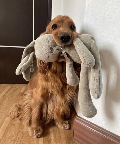 Spaniel, A Dog, Dogs