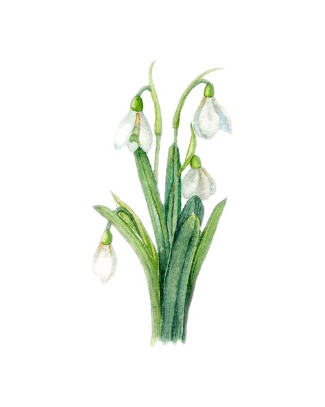 "🎨 Digital Botanical Snowdrop Watercolor Art - Delicate Winter Elegance for Your Home Decor! ❄️🌿 Capture the ethereal beauty of winter with our Digital Botanical Snowdrop Watercolor Art. This exquisite artwork portrays the delicate charm of snowdrops, offering a timeless and elegant addition to your home decor. Key Features: 🖌️ Artistic Detail: Immerse yourself in the enchanting world of botanical art, where each stroke beautifully depicts the graceful snowdrop flowers with intricate precision. 🌟 High-Quality Digital Print: Crafted with advanced digital techniques, our art preserves the authenticity of traditional watercolor paintings. The high-resolution file ensures a stunning print, bringing the serene beauty of winter to your decor. 📏 Versatile Size: Choose the size that suits you Snowdrop Watercolor, Snow Drops Flowers, Poppy Seed Pods, Snowdrop Flowers, Diy Print, Winter Watercolor, Botanical Artwork, Holiday Design Card, Flower Watercolor