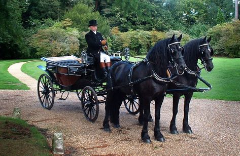 Horse drawn carriage hire for weddings in Berkshire & Surrey | Ascot Carriages Horse Drawn Carriage, Wedding Carriage, Horse Wedding, Arte Steampunk, Horse And Buggy, Dressage Horses, London Tours, Friesian Horse, Horse Carriage