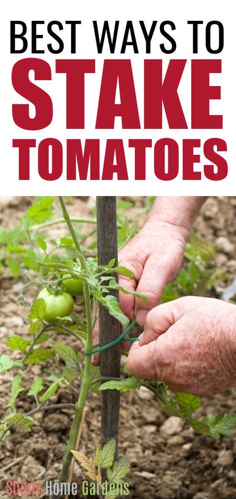 If you are growing tomatoes in your backyard garden, you will want to stake your tomatoes. Find the best way to tie, stake, or cage your tomato plants up off the ground. #staketomatoes #tietomatoes #tomatoes #growingtomatoes #growingtomatoplants Staking Tomato Plants, Tomato Stakes, Pruning Tomato Plants, Tomato Support, Tomato Pruning, Cherry Tomato Plant, Growing Tomato Plants, Growing Ginger, Tomato Vine