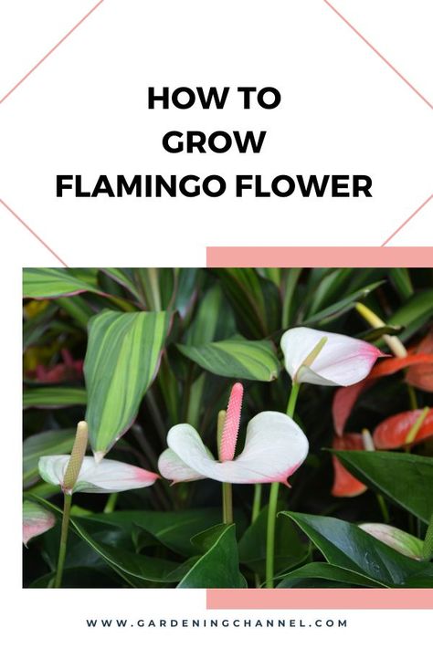 flamingo flower with text overlay how to grow flamingo flower Flamingo Lily, Flamingo Flower, Treat You, Container Plants, How To Grow, Container Gardening, Gardening Tips, Flower Garden, To Grow