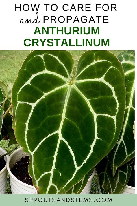 Easy Anthurium Crystallinum Care and Propagation! - Sprouts and Stems Anthurium Crystallinum Plant Care, Large Leaf Plants, Zz Plant Care, Anthurium Crystallinum, Amazing Plants, Plant Identification, House Plant Care, Plant Health, Mother Plant