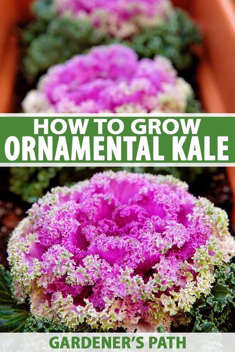 Ornamental Kale Container, Ornamental Kale Flower Bed, Backyard Vertical Garden, Flowering Kale, Beautiful Houseplants, Growing Kale, Pergola Diy, Fall Planting, Ornamental Kale