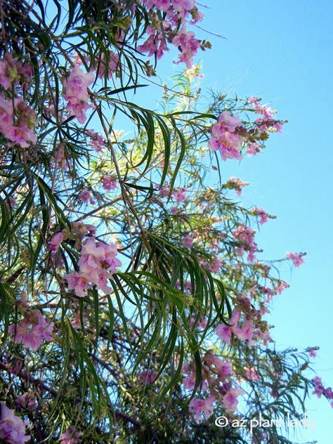 10 Beautiful, Native Trees for the Southwest - Ramblings from a Desert Garden Desert Willow Tree, Blooms All Summer, Drought Tolerant Trees, Texas Landscaping, Desert Trees, Desert Willow, Drought Tolerant Garden, Beautiful Desert, Drought Tolerant Landscape