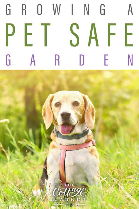 Growing a Pet Safe Garden is so important when you have pets.  Come on in and check out  many ideas to keep your pets safe and what plants to look for and what to avoid.  #PetSafeGarden #PetSafePlants #PetSafeShrubs #PetSafePlants #Pets #DogSafeGarden #CatSafeGarden Pet Safe Garden, Dog Safe Plants, Dog Friendly Plants, Dog Friendly Garden, Cottage Market, Backyard Farming, Pet Care Tips, Dog Decor, Dog Tattoos