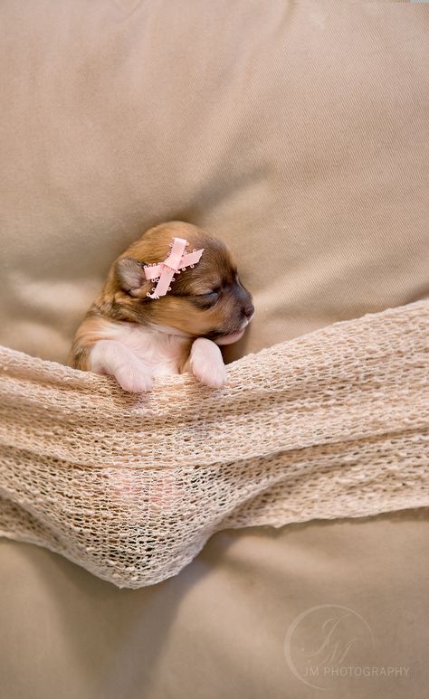 So adorable! This newborn puppy photoshoot will melt your heart. Puppy Photoshoot, Newborn Puppy, Puppy Litter, Puppy Pics, Boston Terrier Funny, Puppy Photography, Pet Pictures, Newborn Puppies, Dog Photoshoot