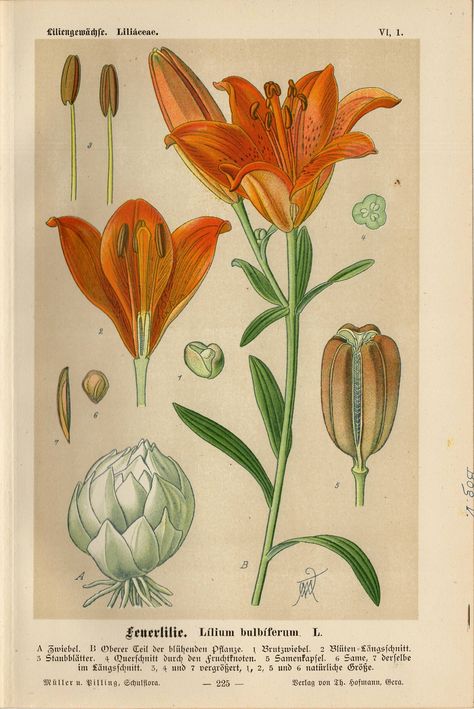 Lithographie vintage représentant du lys orange, du lis de feu ou du lis tigré. Imprimé en Allemagne, 1894 comme illustration pour « Deutsche Flora ». La taille de l'impression est de 23,2 * 15,3 cm (9,1 * 6 pouces) L'image ici est une version scannée de l'impression originale - vous pouvez donc voir son état exact. Vous obtiendrez l'impression originale. L'impression est en bon état et parfaite pour être encadrée. Veuillez lire nos politiques et n'hésitez pas à nous contacter si vous avez des questions. Botanical Printables, Fire Lily, Orange Lily, Creaturi Mitice, Illustration Blume, Illustration Botanique, Wallpaper Vintage, Botanical Drawings, Tiger Lily