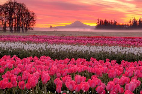 *🇺🇸 Wooden Shoe Tulip Farm sunrise (Oregon) by Clifford Paguio 🌸🌅 Tulip Festival, Wooden Shoe, Tulips, Laptop, Festival, Sun, Pink