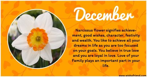 December Flowers, Zodiac Flowers, Flower Narcissus, Birth Reveal, Flower Images Wallpapers, December Images, December Flower, December Birth Flower, December Baby