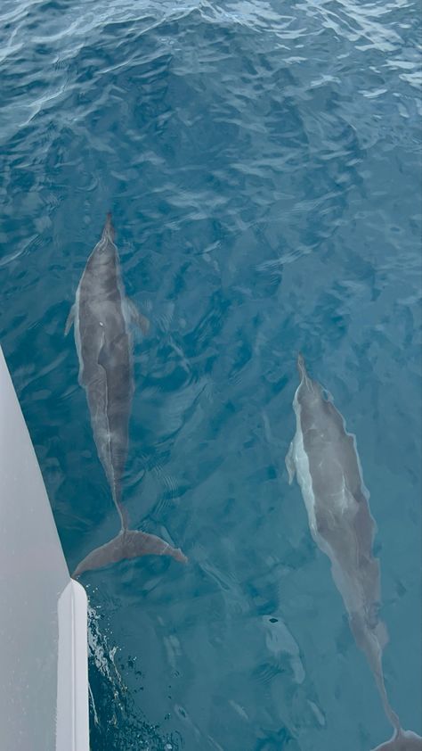 dolphins swimming with a boat in hawaii Hawaii Dolphins, Dolphin Swimming Aesthetic, Beach Aesthetic Dolphin, Swim With Dolphins, Hawaii Swimming With Dolphins, Sealife, Out Of This World, Ocean Life, Kauai