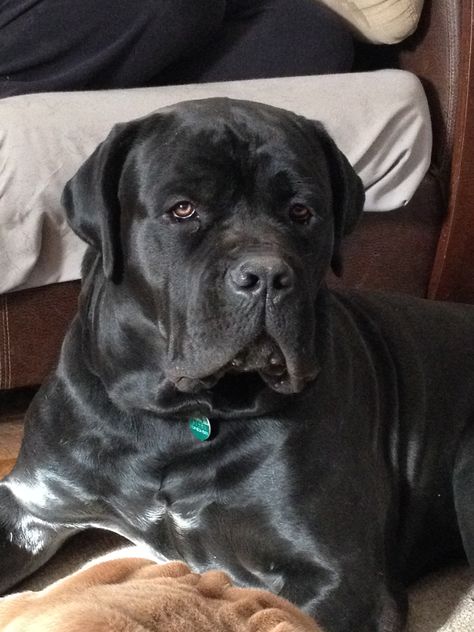 Cute Cane Corso, Cane Corso Natural Ears, Black Cane Corso Aesthetic, Cane Corso Uncropped Ears, Cane Corso Italian Mastiff, Cane Corsos, Cane Corso Black Brindle, Cane Corso Dog, Corso Dog