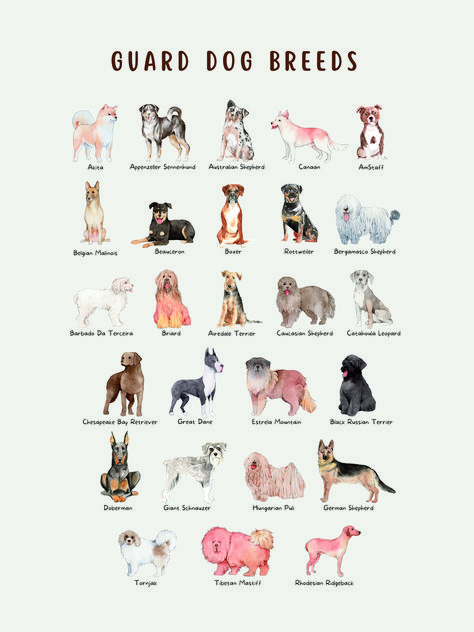 Elegant Dog Breeds, Low Shedding Dog Breeds, Best Guard Dog Breeds, Protective Dog Breeds, Dog Breed Poster, Low Shedding Dogs, Rave Halloween, Personal Protection Dog, Search Rescue