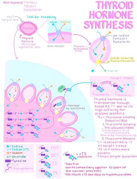 Endocrine Hormones, Aesthetic Medical, Medical Notes, Family Nurse Practitioner, Pa School, Nursing School Survival, Female Reproductive System, Nursing School Studying, Nursing School Notes